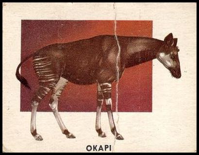 142 Okapi